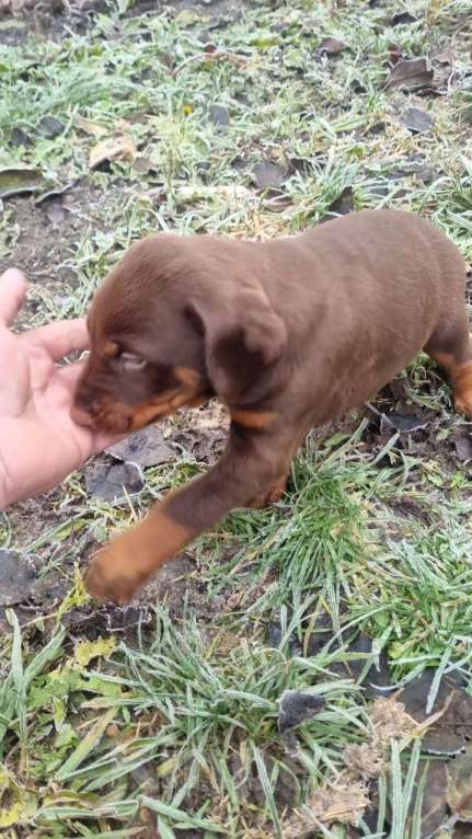 Собаки в Уфе: Мальчик-щенок Мальчик, 20 000 руб. - фото 1
