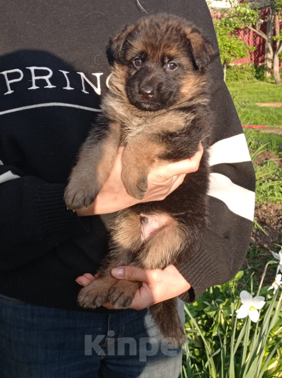 Собаки в Москве: Шикарный мальчик немецкой овчарки.  Мальчик, 30 000 руб. - фото 3