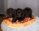 Собаки в Санкт-Петербурге: Той-пудель щенки - шоколадные. СПб Разнополые, 80 000 руб. - фото 1