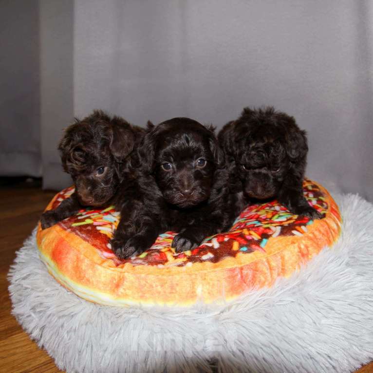 Собаки в Санкт-Петербурге: Той-пудель щенки - шоколадные. СПб Разнополые, 80 000 руб. - фото 1