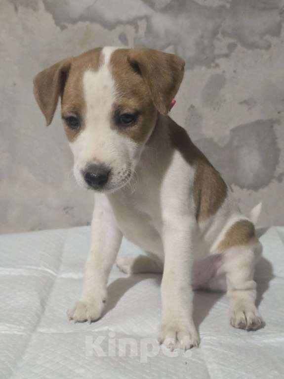 Собаки в Симферополе: Джек рассел терьер, девочка Девочка, 9 000 руб. - фото 3