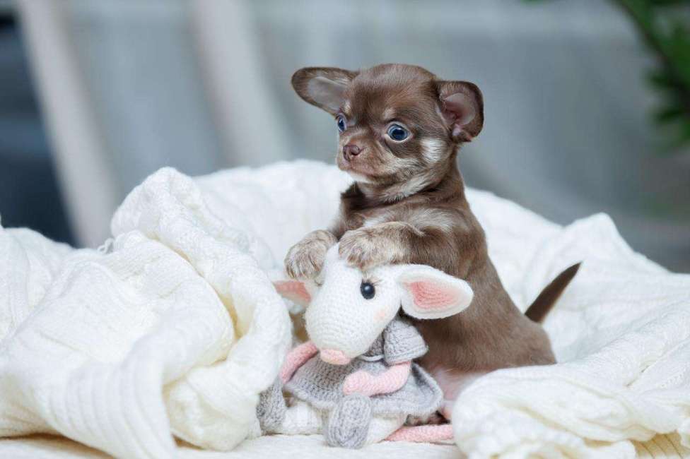 Собаки в Санкт-Петербурге: Мальчик Чихуахуа Мальчик, 60 000 руб. - фото 4