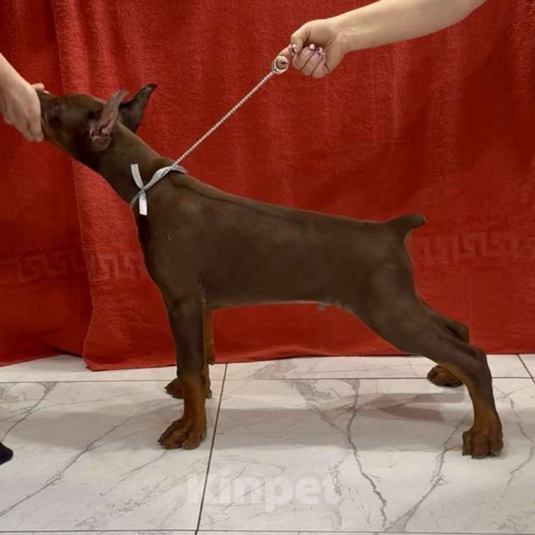 Собаки в Казани: Щенки добермана Мальчик, 60 000 руб. - фото 1