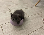 Кошки в Мытищах: Котейка Мальчик, 1 руб. - фото 3