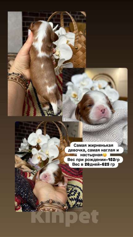 Собаки в Краснодаре: Кавалер кинг чарльз спаниель Девочка, 150 000 руб. - фото 1