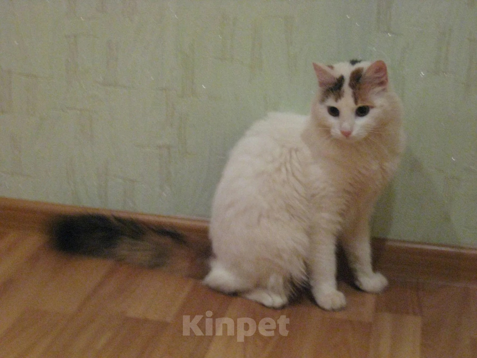 Кошки в Пушкино: Пропала кошка Бася Девочка, 2 000 руб. - фото 1