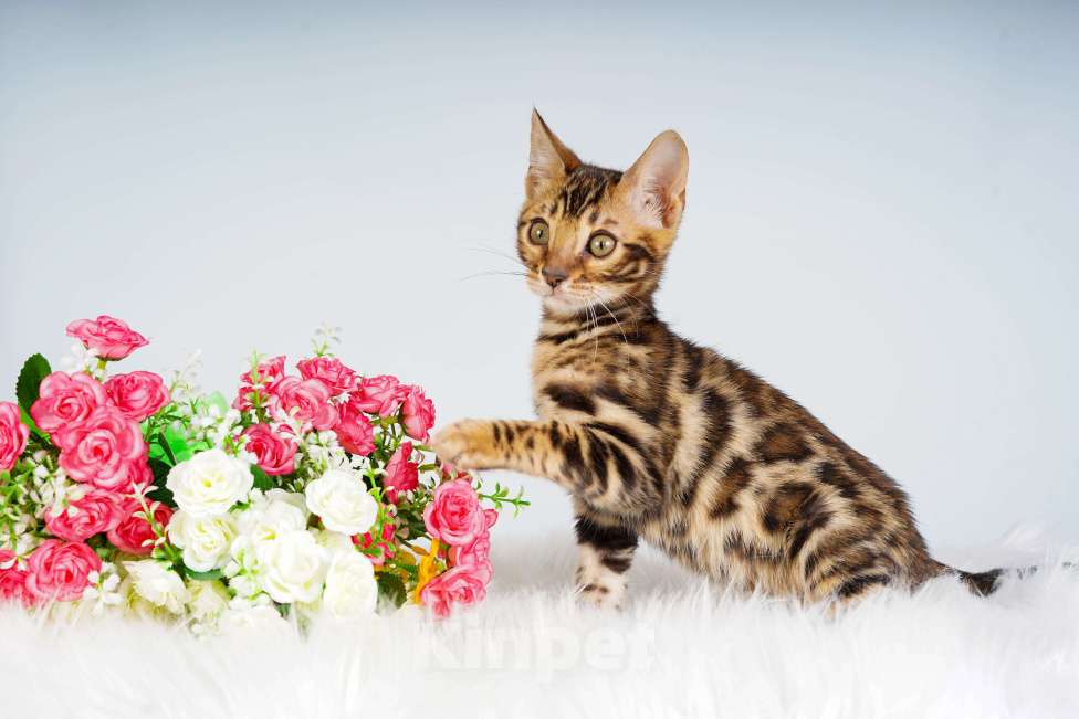 Кошки в Москве: Бенгальский котик Мальчик, 50 000 руб. - фото 1