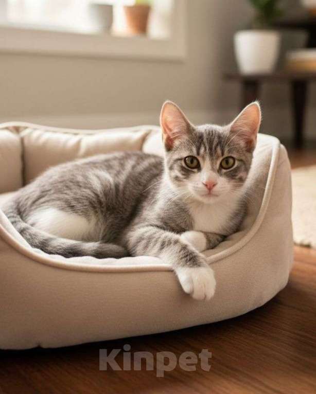 Кошки в Москве: Котенка выгоняют на улицу Девочка, Бесплатно - фото 2