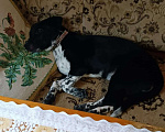 Собаки в Пушкино: Джек Рассел метис в добрые руки Девочка, 1 руб. - фото 5