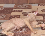 Кошки в Подольске: Ищем любящих хозяев  Мальчик, Бесплатно - фото 5
