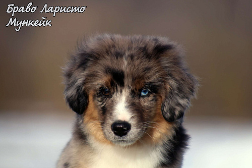 Питомник РКФ Браво Ларисто