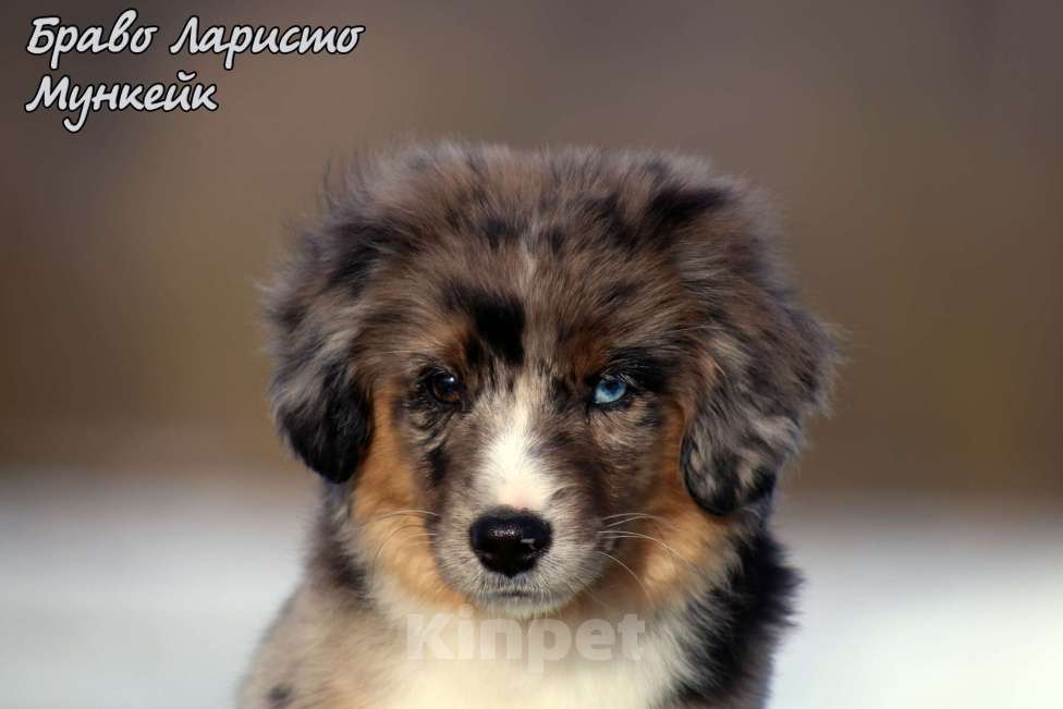 Собаки в Рязани: Питомник РКФ Браво Ларисто Мальчик, 100 000 руб. - фото 1