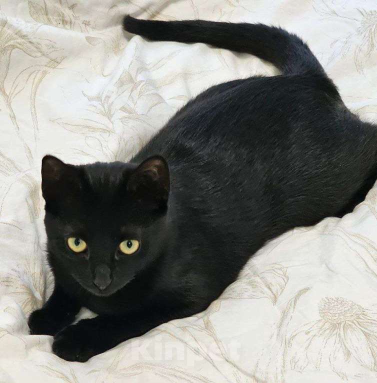 Кошки в Воронеже: Игровая кошечка в дар Девочка, Бесплатно - фото 3