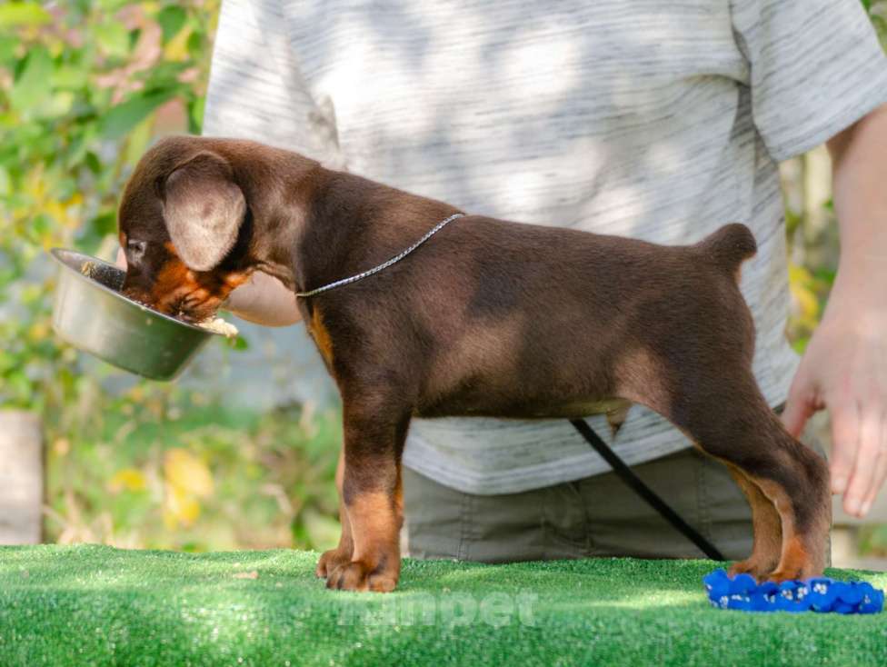 Собаки в Москве: Щенки добермана Мальчик, Бесплатно - фото 6