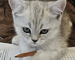 Кошки в Ярославле: Шотландский прямоухий короткошёрстный котёнок цвета серебристая шиншилла Девочка, 7 700 руб. - фото 1