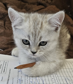 Шотландский прямоухий короткошёрстный котёнок цвета серебристая шиншилла