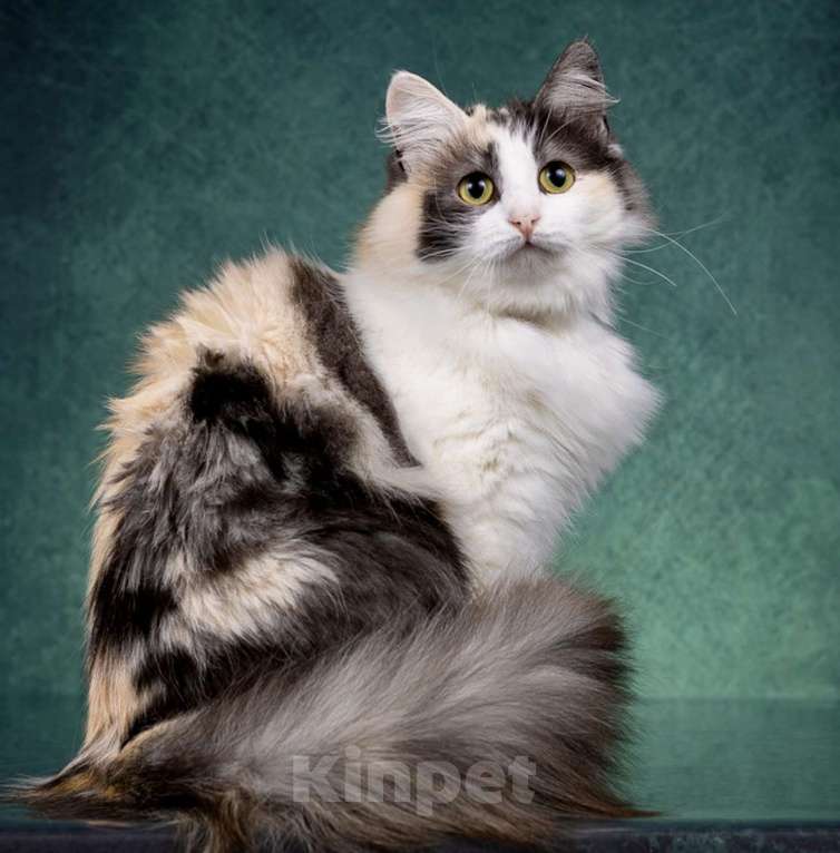 Кошки в Москве: Трехцветные кошки в добрые руки Девочка, Бесплатно - фото 3