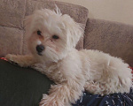 Собаки в Москве: Продается мальтийская болонка Мальчик, 17 500 руб. - фото 3