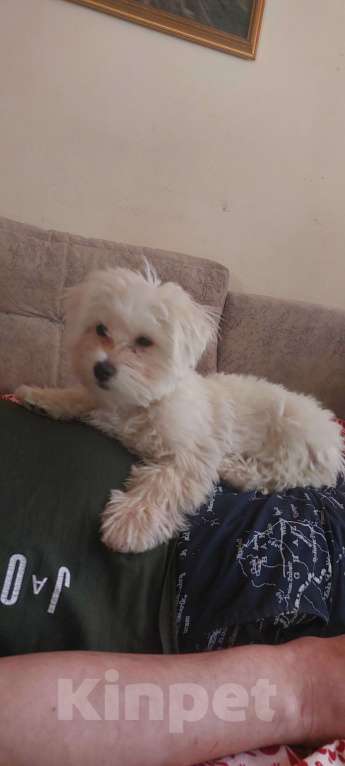 Собаки в Москве: Продается мальтийская болонка Мальчик, 17 500 руб. - фото 3