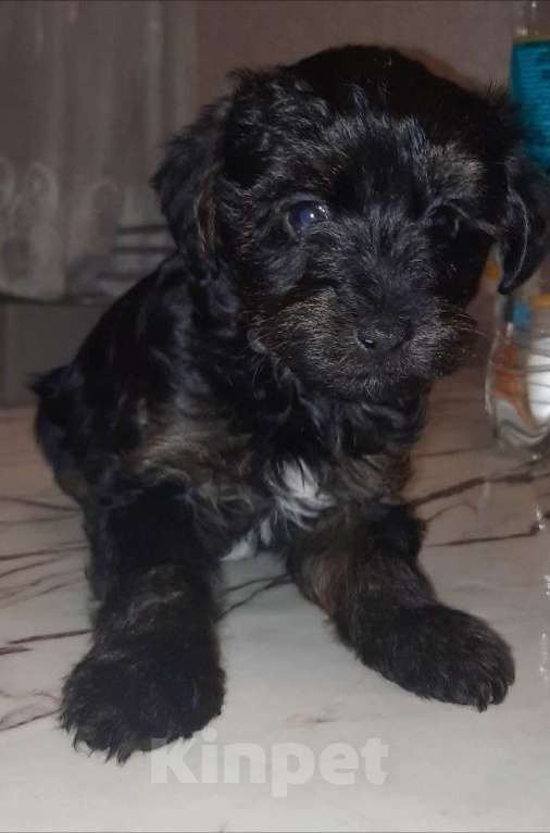 Собаки в Вышнем Волочке: Продажа щенка Девочка, 20 000 руб. - фото 2