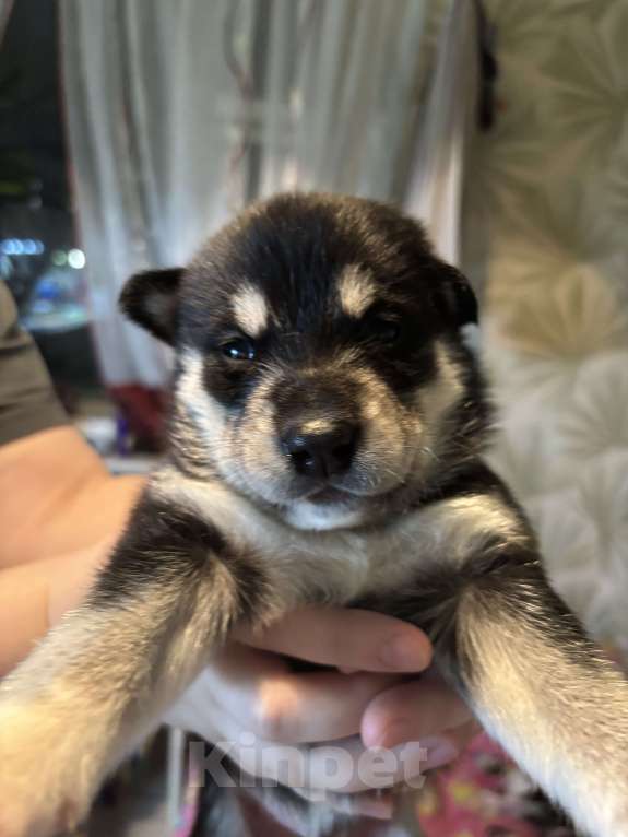 Собаки в Ярославле: Хаски щенки  Мальчик, 7 500 руб. - фото 3