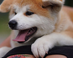 Собаки в Одинцово: Очаровательная девочка Акита-ину  Девочка, Бесплатно - фото 3