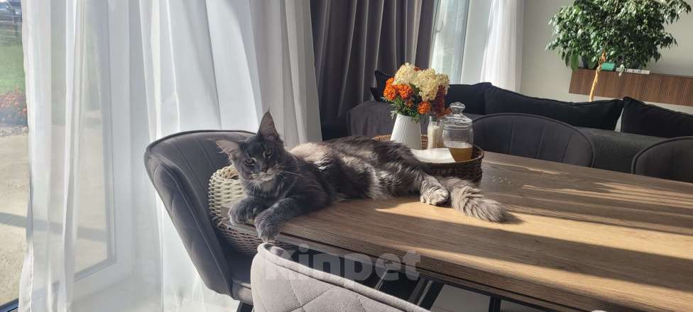 Кошки в Москве: Полидакт мейн-кун  Мальчик, 45 000 руб. - фото 9