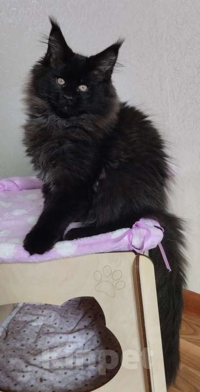 Кошки в Казани: Котик Мейн кун Мальчик, 55 000 руб. - фото 5