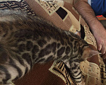 Кошки в Туле: Бенгальские, 20 000 руб. - фото 2