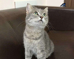 Кошки в Всеволожске: Шотландка Анфиса, Бесплатно - фото 1