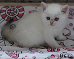 Кошки в Светогорске: Колорный мальчик! Мальчик, 15 000 руб. - фото 2