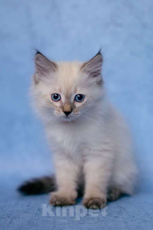 Кошки в Ступино: Продается котенок Невская маскарадная  Девочка, Бесплатно - фото 3