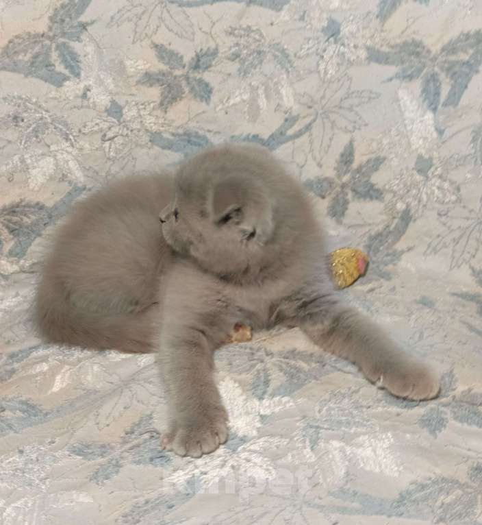 Кошки в Москве: Вислоухий котенок лилового окраса Мальчик, 25 000 руб. - фото 6