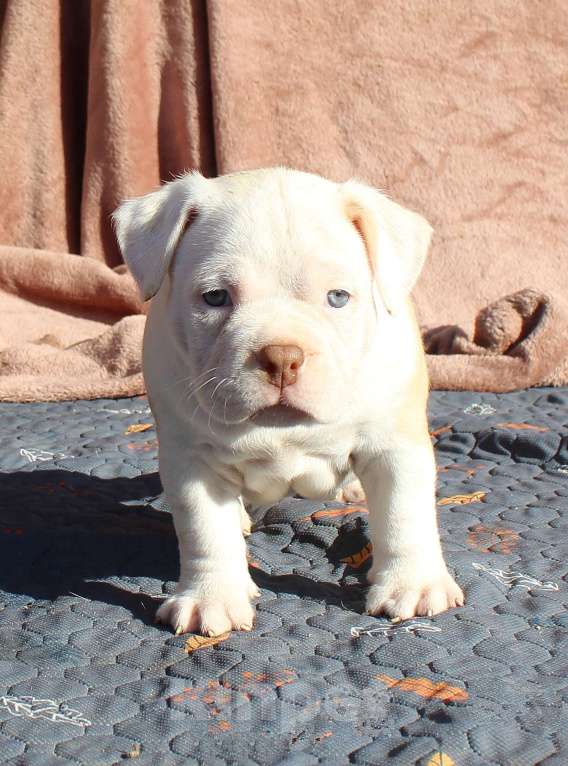 Собаки в Владимире: Американскиц булли. Щенки Разнополые, 70 000 руб. - фото 5