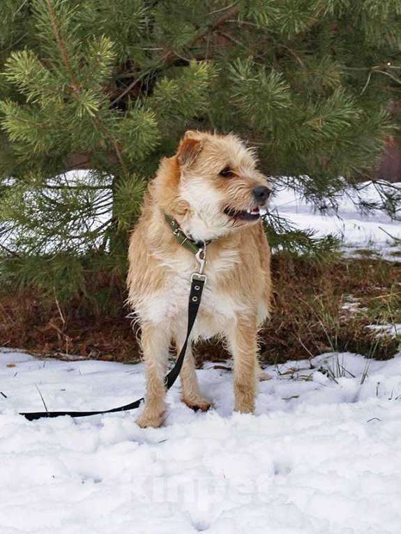 Собаки в Москве: Симпатичный бородатик Вульф всё ещё ждёт своего человека Мальчик, 10 руб. - фото 3