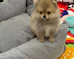 Собаки в Перми: Щенки померанского шпица Девочка, 50 000 руб. - фото 6
