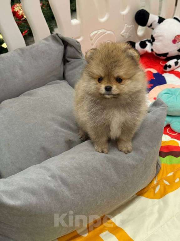 Собаки в Перми: Щенки померанского шпица Девочка, 50 000 руб. - фото 6