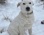 Собаки в Москве: В добрые руки белый щенок Мальчик, Бесплатно - фото 3