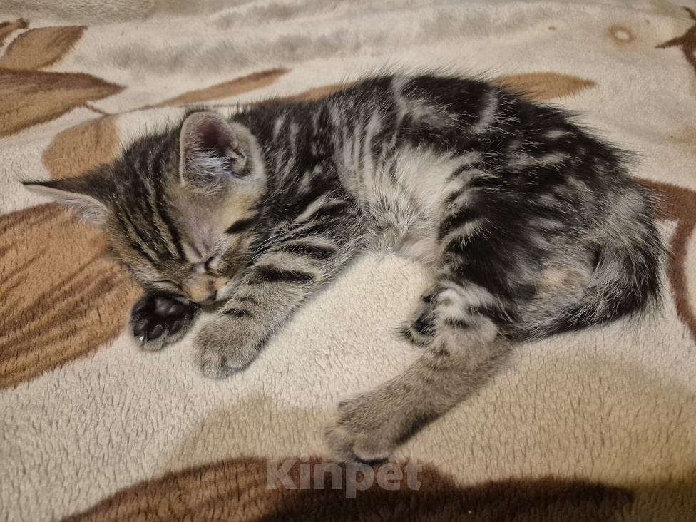 Кошки в Дедовске: Котята ,мальчики ,в добрые руки Мальчик, Бесплатно - фото 4