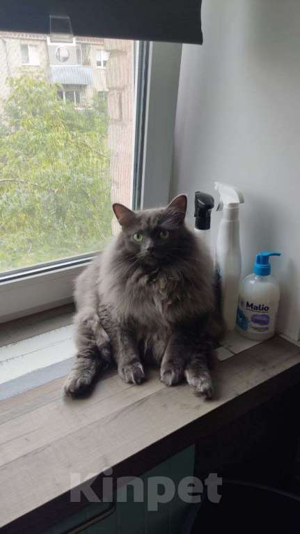 Кошки в Екатеринбурге: Пропал кот Мальчик, 10 000 руб. - фото 2