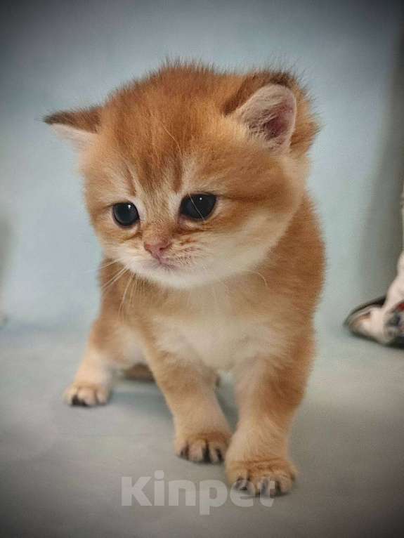 Кошки в Калуге: Британская золотая шиншилла Девочка, 45 000 руб. - фото 3