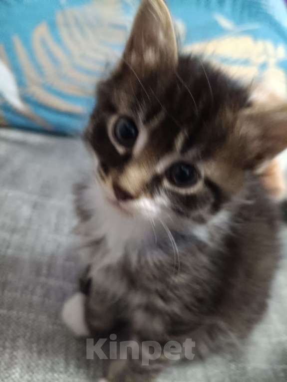 Кошки в Иркутске: Отдам в добрые руки котенка Барсика Мальчик, Бесплатно - фото 3