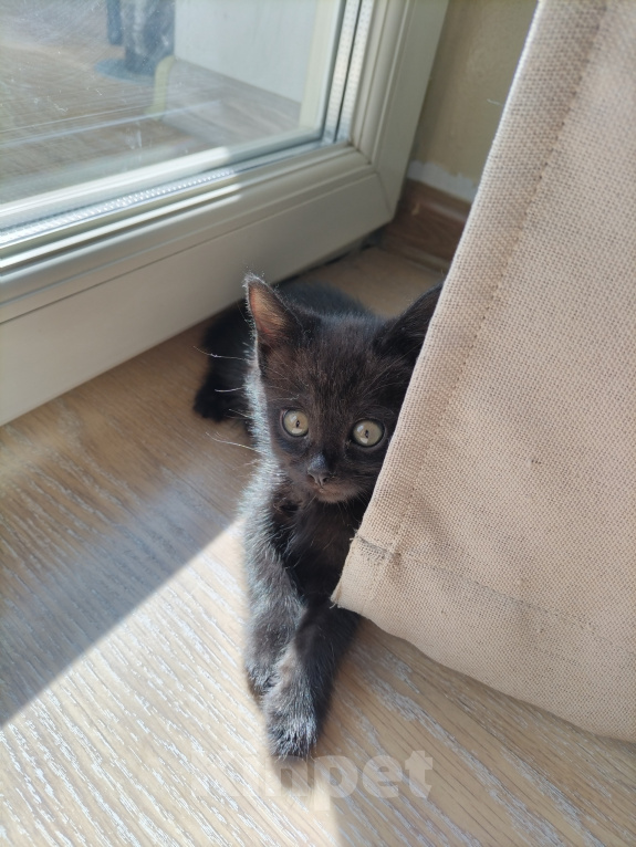Кошки в Москве: Котёнок (девочка) в добрые руки Девочка, Бесплатно - фото 2