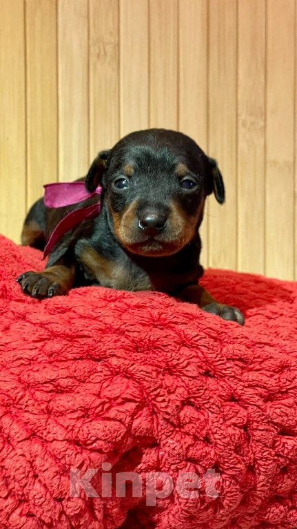 Собаки в Чехове: Великолепные щенки цверг пинчера, мини добермана Мальчик, 40 000 руб. - фото 4