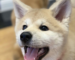Собаки в Санкт-Петербурге: Очаровательный щенок Акита Ину ищет самые лучшую семью Девочка, Бесплатно - фото 7