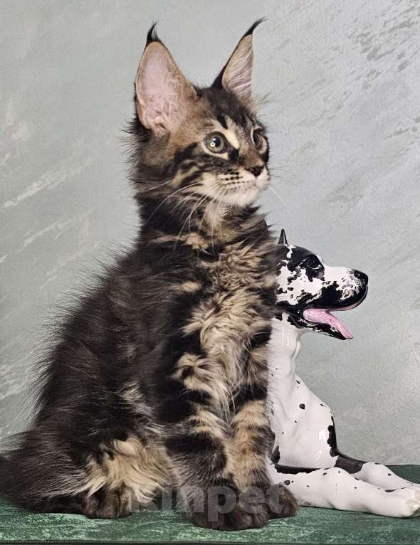 Кошки в Кисловодске: Питомник AnElKron, продажа котят Мальчик, 80 000 руб. - фото 2