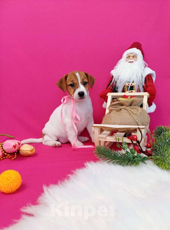 Собаки в Чите: Щенки Джек Рассел терьер мальчики и девочки  Девочка, 35 000 руб. - фото 10