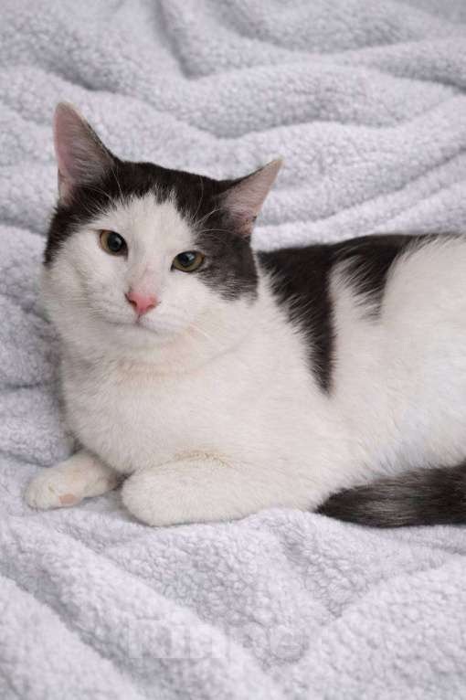 Кошки в Москве: Зайчик в поисках дома Мальчик, Бесплатно - фото 5