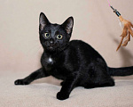 Кошки в Москве: Черный жемчуг - котёнок Финик ищет заботливых хозяев. В добрые руки Мальчик, Бесплатно - фото 9