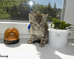 Кошки в Москве: Шотландский прямоухий короткошёрстный котёнок Девочка, 8 000 руб. - фото 7